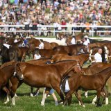 La présentation de 400 chevaux Franches-Montagnes a attiré la foule dimanche matin.